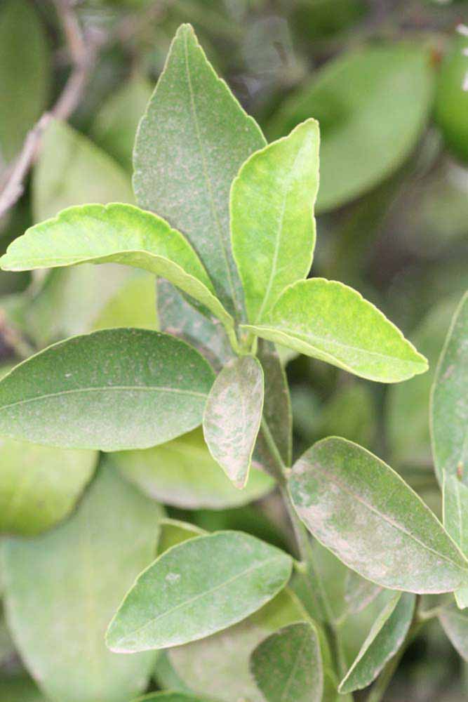              Sun leaves (Riverside, CA)       